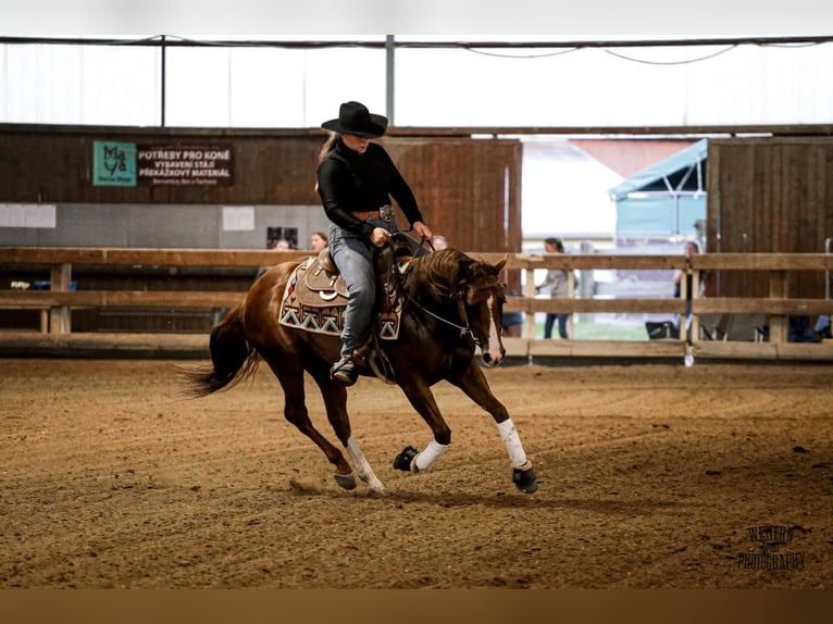 American Quarter Horse Hengst 7 Jahre Rotfuchs in Charlotte