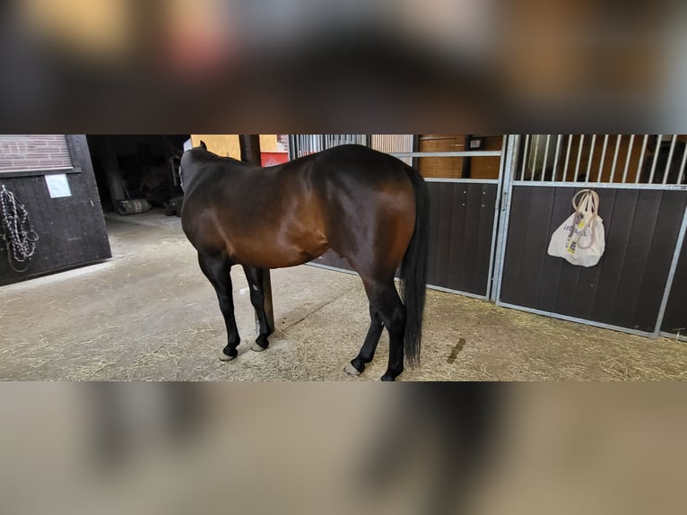 American Quarter Horse Hengst 8 Jaar 152 cm Falbe in Rheinberg