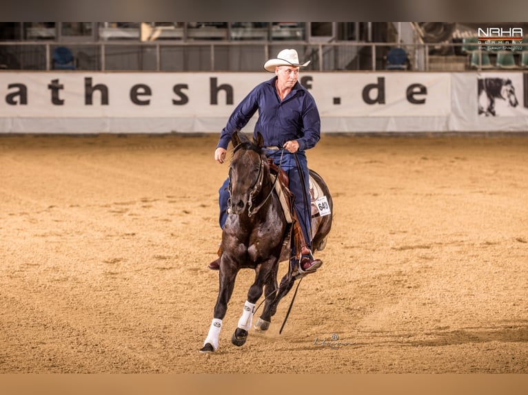 American Quarter Horse Hengst 8 Jaar 152 cm Falbe in Rheinberg