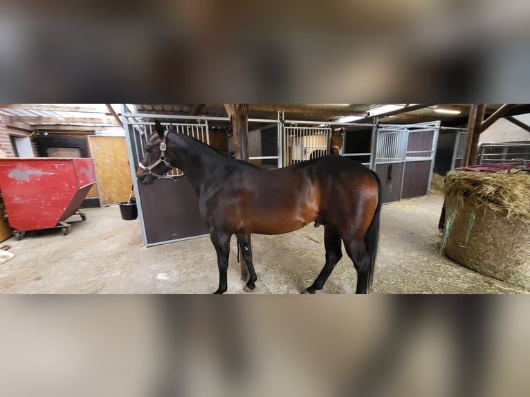 American Quarter Horse Hengst 8 Jaar 152 cm Falbe in Rheinberg