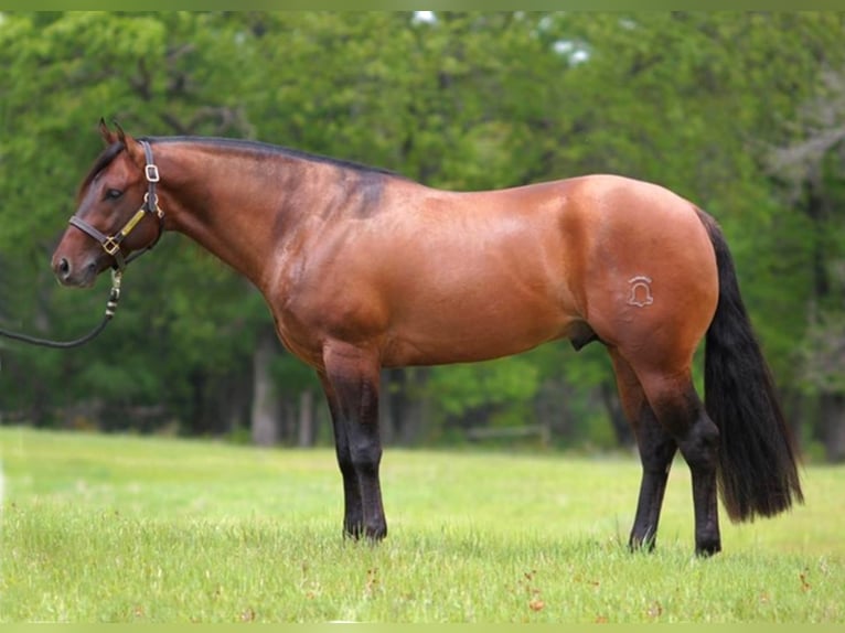 American Quarter Horse Hengst 8 Jaar 152 cm Falbe in Rheinberg