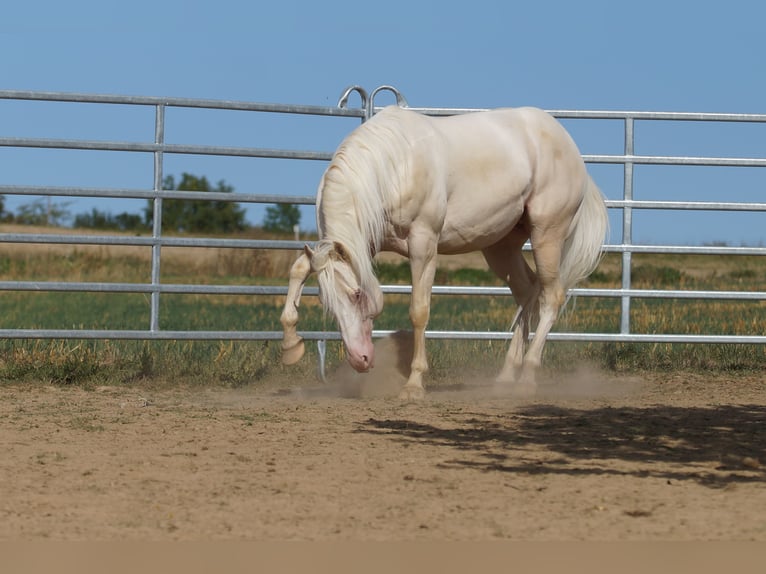 American Quarter Horse Hengst 8 Jaar 153 cm Cremello in Weinähr