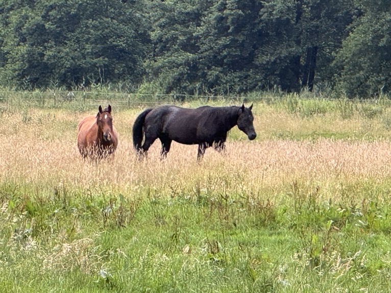 American Quarter Horse Hengst 8 Jaar 155 cm Zwart in Krakow am See