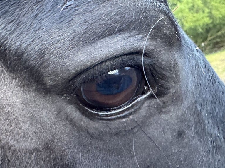 American Quarter Horse Hengst 8 Jaar 155 cm Zwart in Krakow am See
