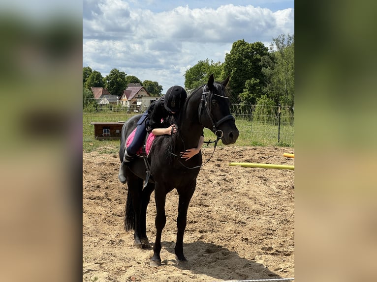 American Quarter Horse Hengst 8 Jaar 155 cm Zwart in Krakow am See