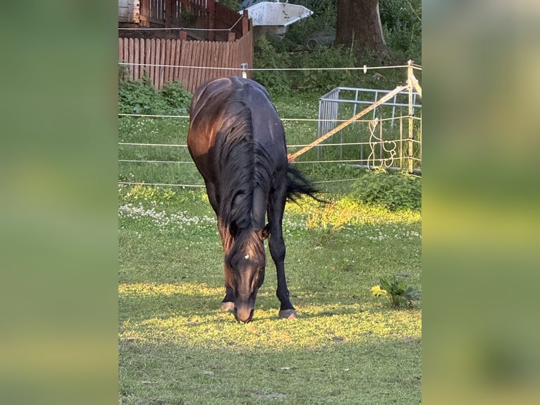 American Quarter Horse Hengst 8 Jaar 155 cm Zwart in Krakow am See
