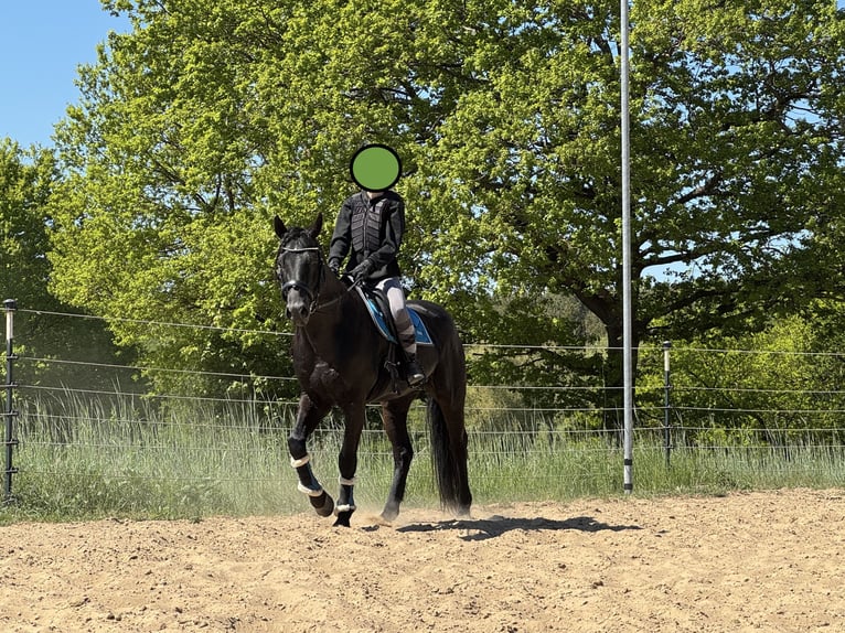American Quarter Horse Hengst 8 Jaar 155 cm Zwart in Krakow am See