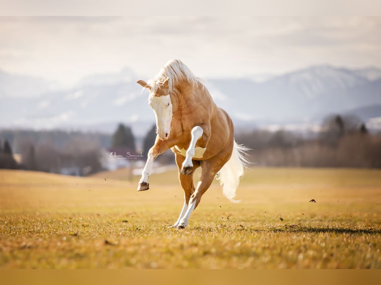 American Quarter Horse Hengst 8 Jaar 156 cm Palomino in Haldenwang