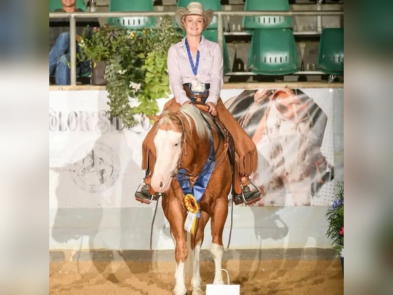 American Quarter Horse Hengst 8 Jaar 156 cm Palomino in Haldenwang