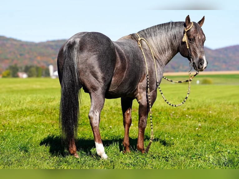 American Quarter Horse Hengst 8 Jaar Roan-Bay in Rebersburg