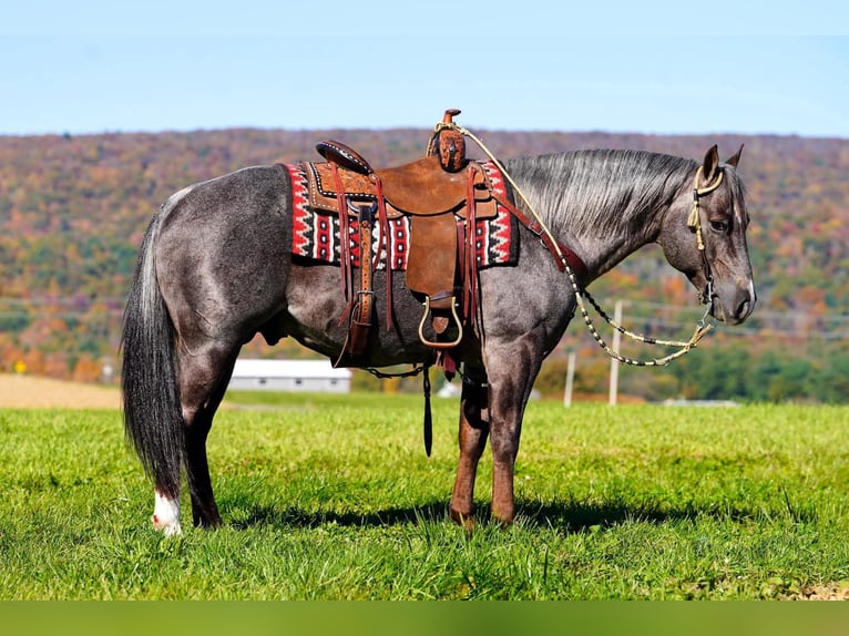 American Quarter Horse Hengst 8 Jaar Roan-Bay in Rebersburg