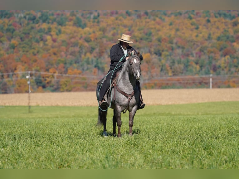 American Quarter Horse Hengst 8 Jaar Roan-Bay in Rebersburg