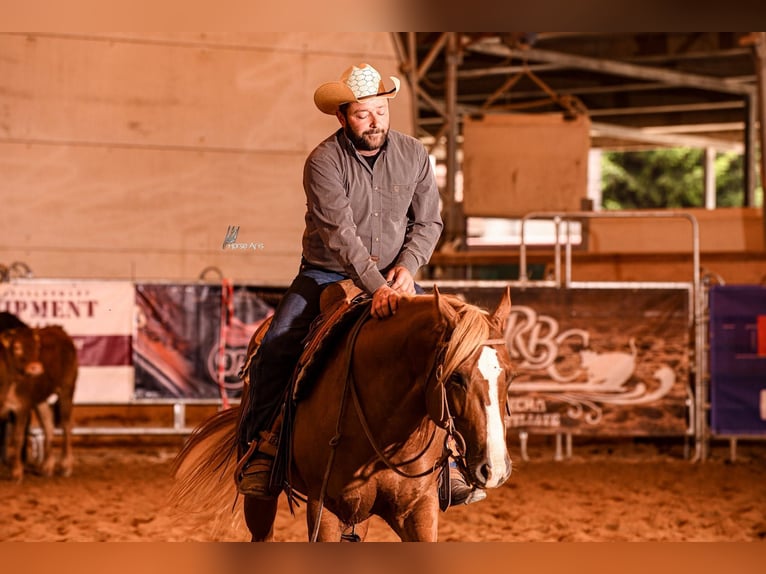 American Quarter Horse Hengst 8 Jaar Vos in Ahorn