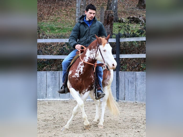 American Quarter Horse Hengst 8 Jahre 145 cm Fuchs in Travelsjö