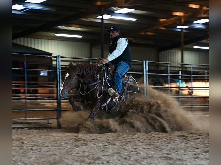 American Quarter Horse Hengst 8 Jahre 147 cm Rotfuchs in Waco