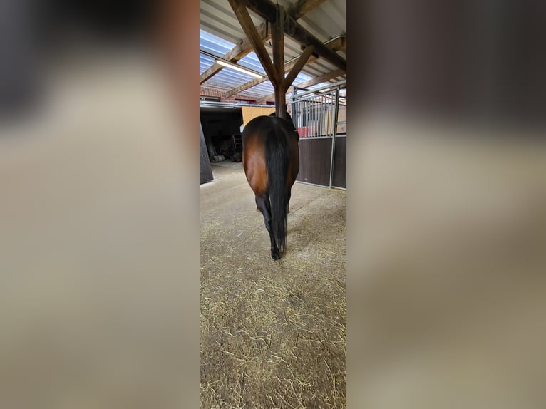 American Quarter Horse Hengst 8 Jahre 152 cm Falbe in Rheinberg