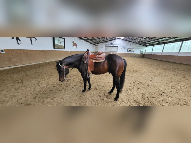 American Quarter Horse Hengst 8 Jahre 152 cm Falbe in Rheinberg