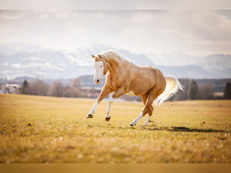 American Quarter Horse Hengst 8 Jahre 156 cm Palomino in Haldenwang