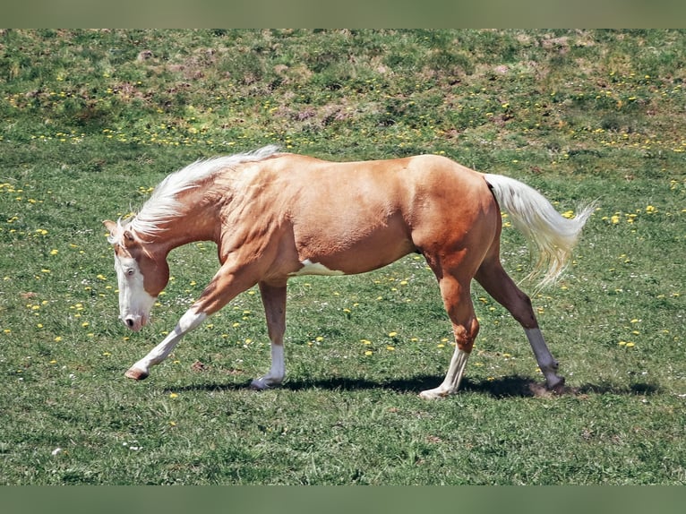 American Quarter Horse Hengst 8 Jahre 156 cm Palomino in Haldenwang