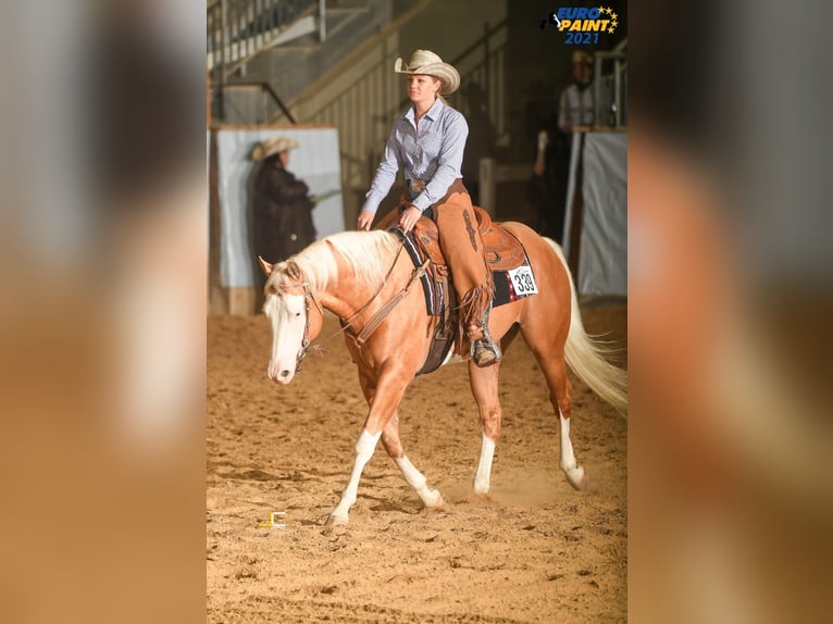 American Quarter Horse Hengst 8 Jahre 156 cm Palomino in Haldenwang