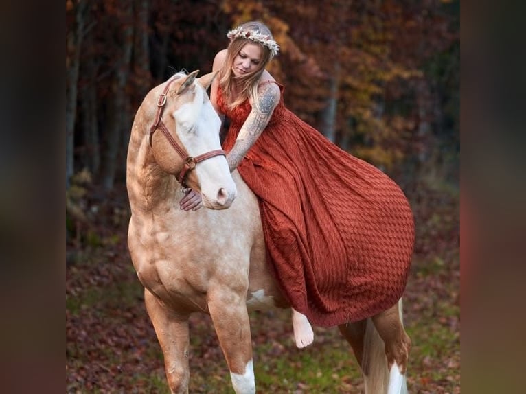 American Quarter Horse Hengst 8 Jahre 156 cm Palomino in Haldenwang