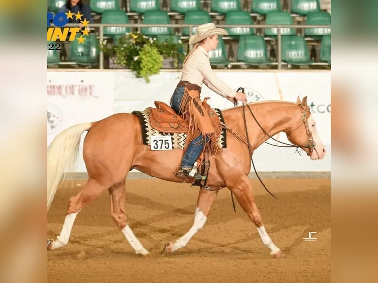 American Quarter Horse Hengst 8 Jahre 156 cm Palomino in Haldenwang