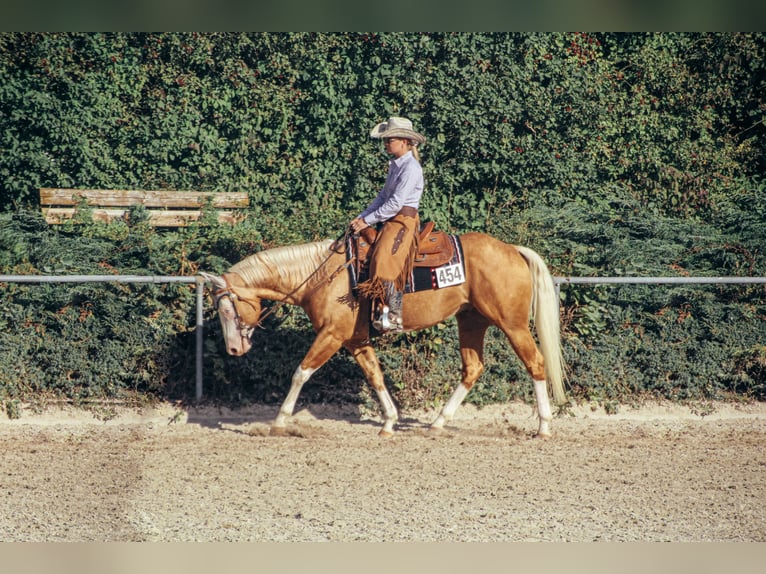 American Quarter Horse Hengst 8 Jahre 156 cm Palomino in Haldenwang
