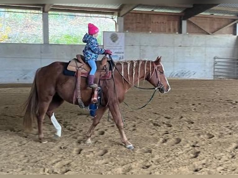 American Quarter Horse Hengst 8 Jahre Fuchs in Ahorn
