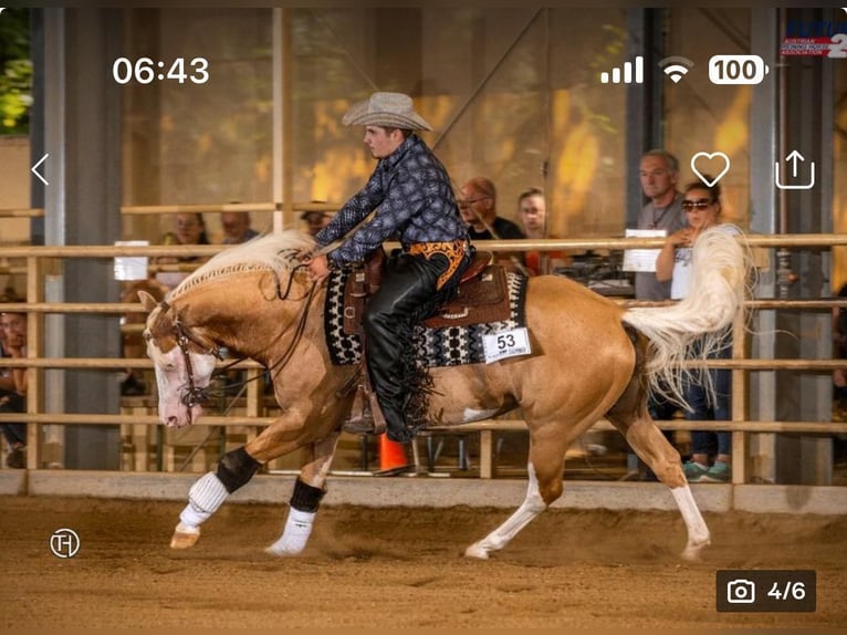 American Quarter Horse Hengst 9 Jaar 142 cm Palomino in Neukirchen am Walde