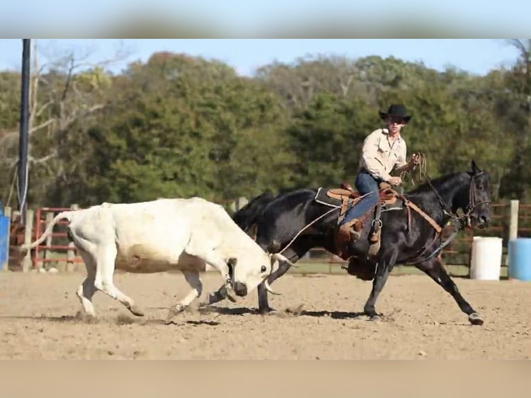 American Quarter Horse Hengst 9 Jaar 147 cm Zwart in Auburn