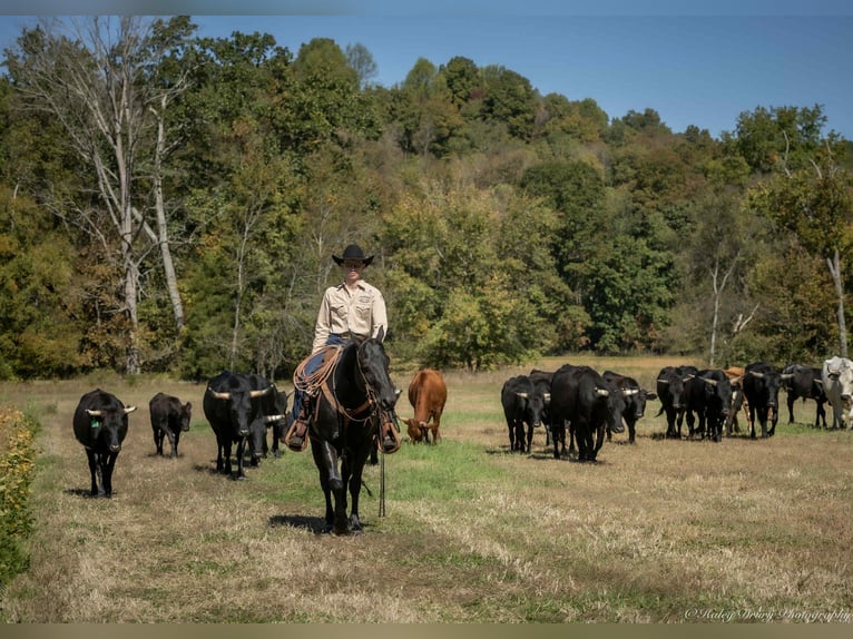 American Quarter Horse Hengst 9 Jaar 147 cm Zwart in Auburn