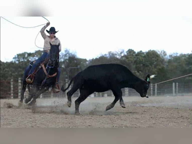 American Quarter Horse Hengst 9 Jaar 147 cm Zwart in Auburn