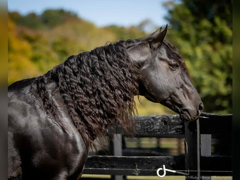 American Quarter Horse Hengst 9 Jaar 147 cm Zwart in Auburn American Quarter Horse Hengst 9 Jaar 147 cm Zwart in Auburn