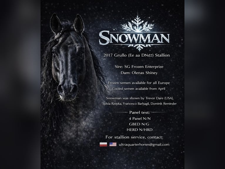 American Quarter Horse Hengst 9 Jaar 156 cm Grullo in Gowarczów