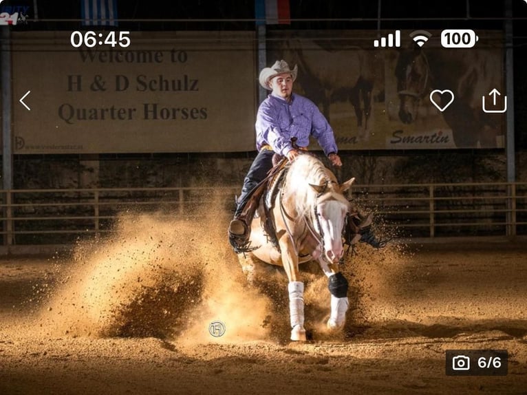 American Quarter Horse Hengst 9 Jahre 142 cm Palomino in Neukirchen am Walde