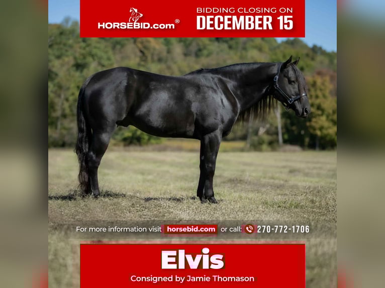 American Quarter Horse Hengst 9 Jahre 147 cm Rappe in Auburn