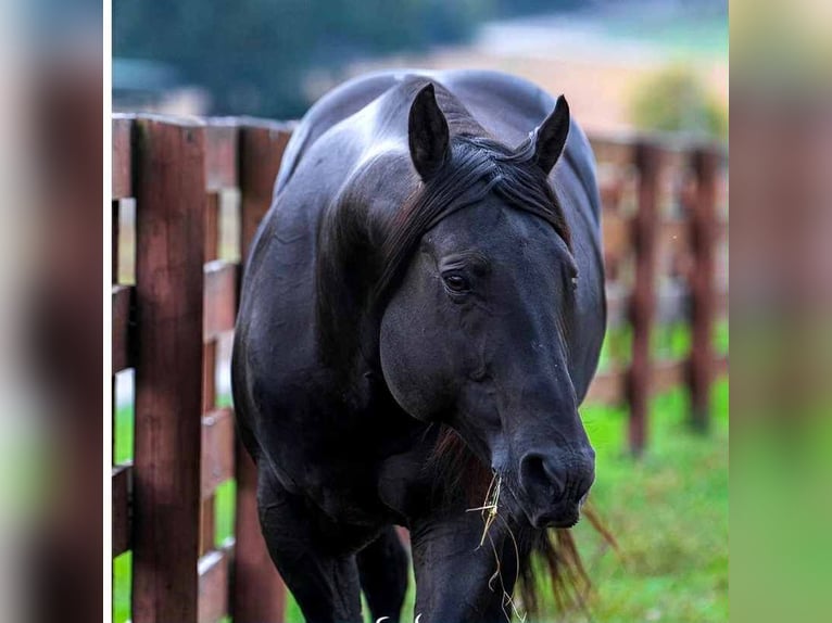American Quarter Horse Hengst 9 Jahre 147 cm Rappe in Auburn