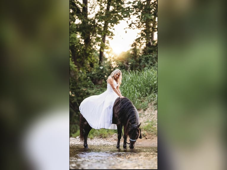 American Quarter Horse Hengst 9 Jahre 147 cm Rappe in Auburn