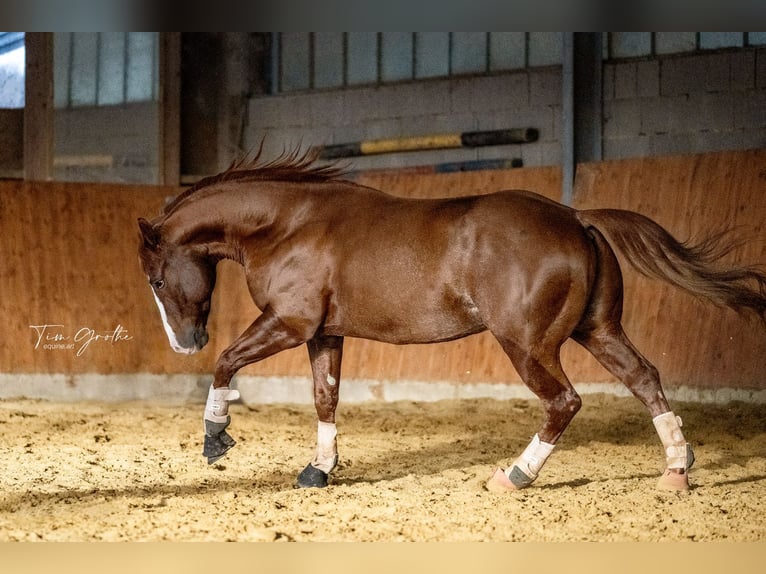 American Quarter Horse Hengst 9 Jahre 150 cm Fuchs in Nohfelden
