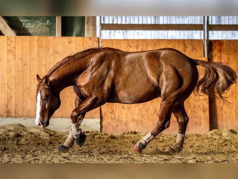 American Quarter Horse Hengst 9 Jahre 150 cm Fuchs in Nohfelden