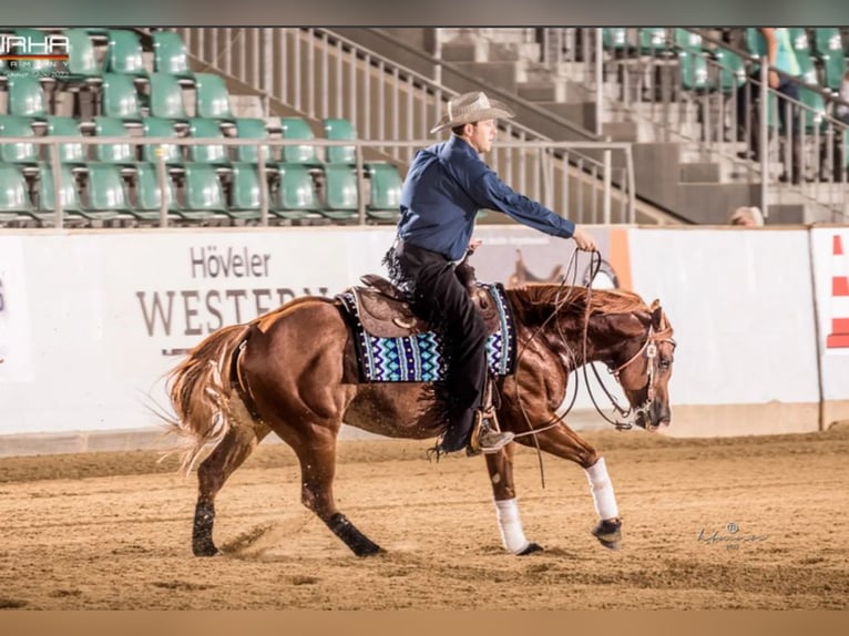 American Quarter Horse Hengst 9 Jahre 150 cm Fuchs in Nohfelden
