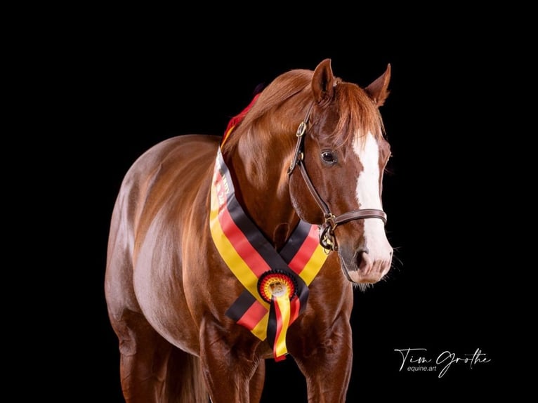 American Quarter Horse Hengst 9 Jahre 150 cm Fuchs in Nohfelden