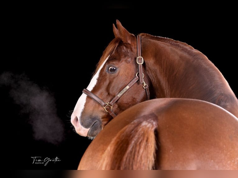 American Quarter Horse Hengst 9 Jahre 150 cm Fuchs in Nohfelden