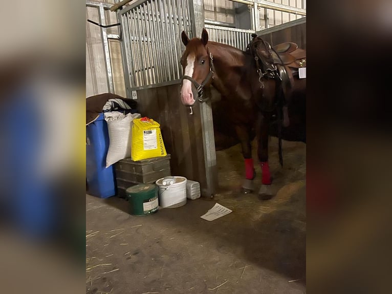 American Quarter Horse Hengst 9 Jahre 150 cm Fuchs in Nohfelden