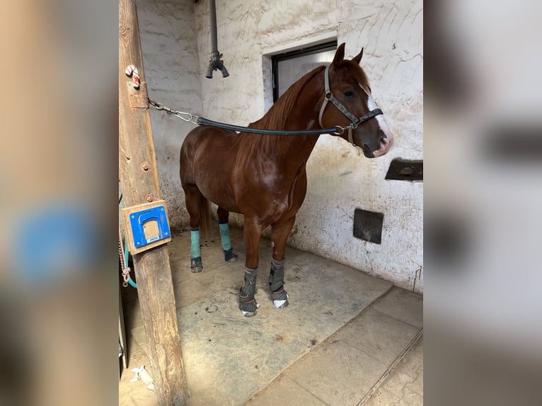 American Quarter Horse Hengst 9 Jahre 150 cm Fuchs in Nohfelden