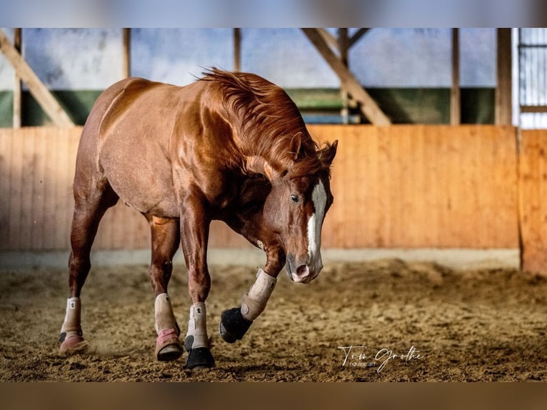 American Quarter Horse Hengst 9 Jahre 150 cm Fuchs in Nohfelden