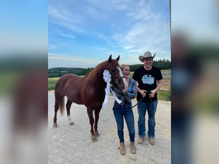 American Quarter Horse Hengst 9 Jahre 150 cm Fuchs in Nohfelden