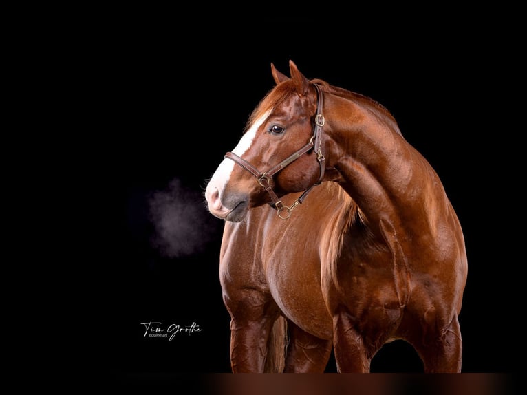 American Quarter Horse Hengst 9 Jahre 150 cm Fuchs in Nohfelden