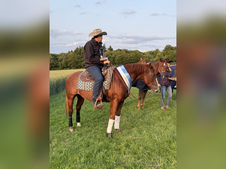 American Quarter Horse Hengst 9 Jahre 150 cm Fuchs in Nohfelden