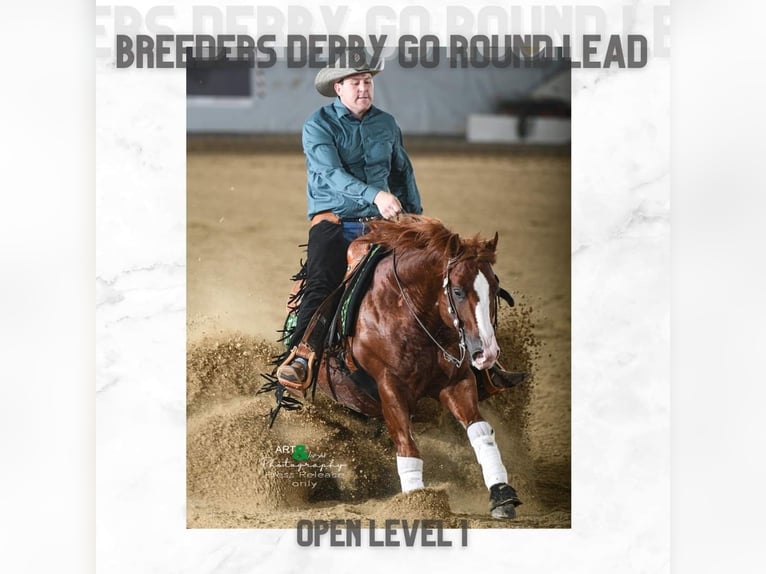 American Quarter Horse Hengst 9 Jahre 150 cm Fuchs in Nohfelden